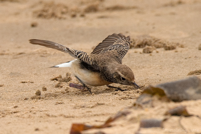 Pied Wheatear