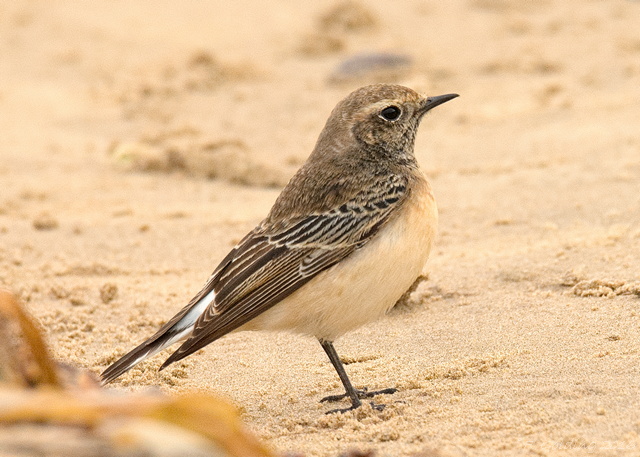 Pied Wheatear