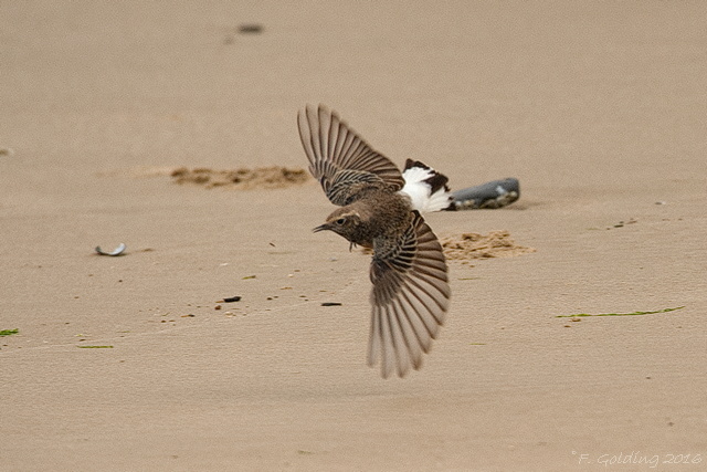 Pied Wheatear
