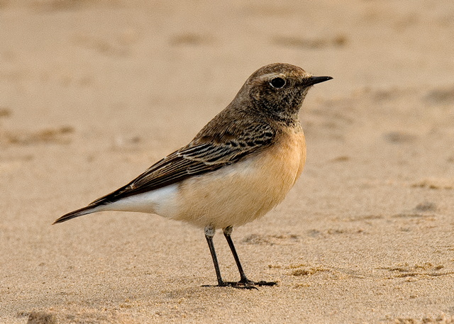 Pied Wheatear