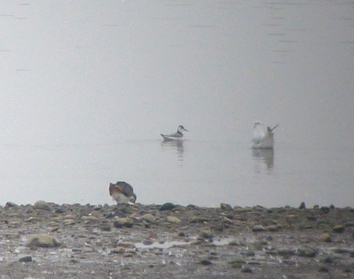 Grey Phalarope