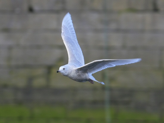 Iceland Gull