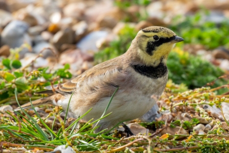Shorelark
