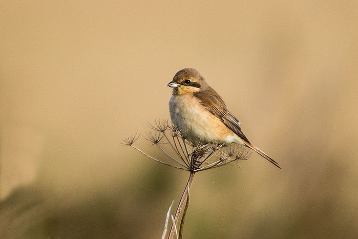 Daurian Shrike
