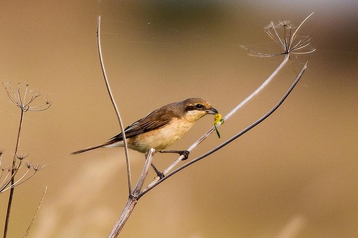 Daurian Shrike