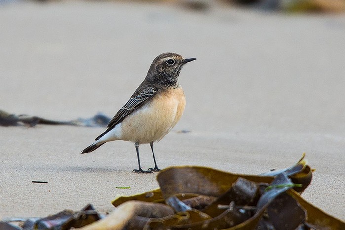Pied Wheatear
