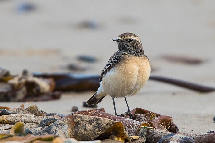 Pied Wheatear