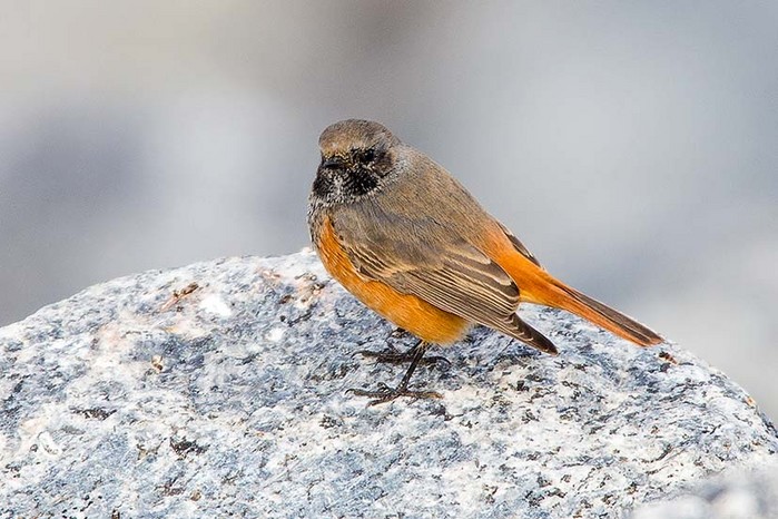Eastern Black Redstart