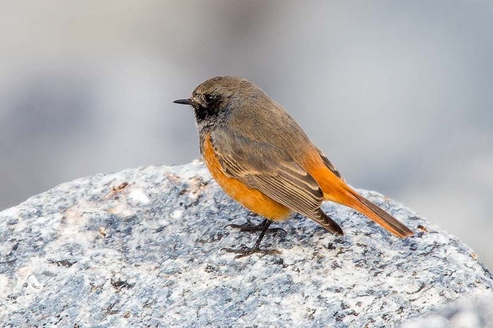 Eastern Black Redstart