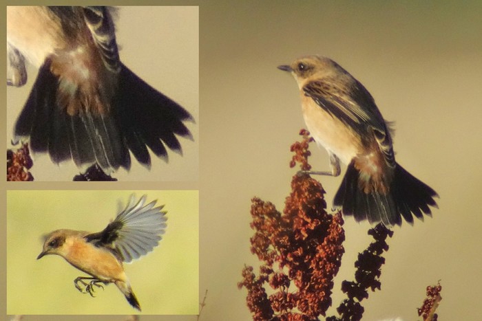 Stejneger's Stonechat