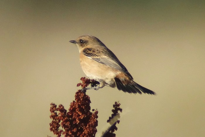 Stejneger's Stonechat