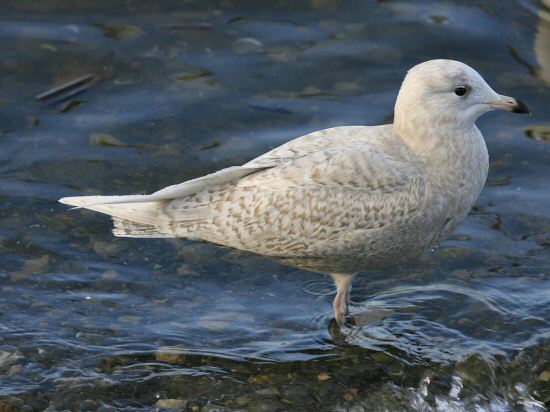 Iceland Gull