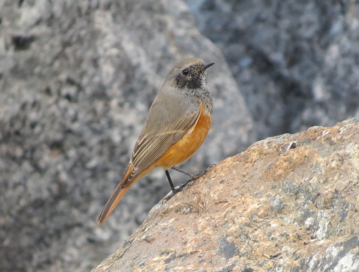 Eastern Black Redstart