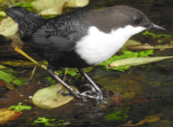 Black-bellied Dipper