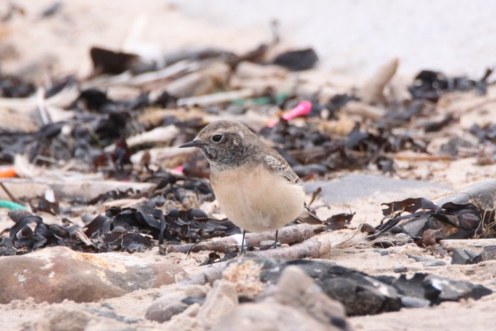 Pied Wheatear