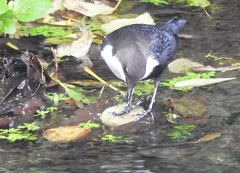 Black-bellied Dipper