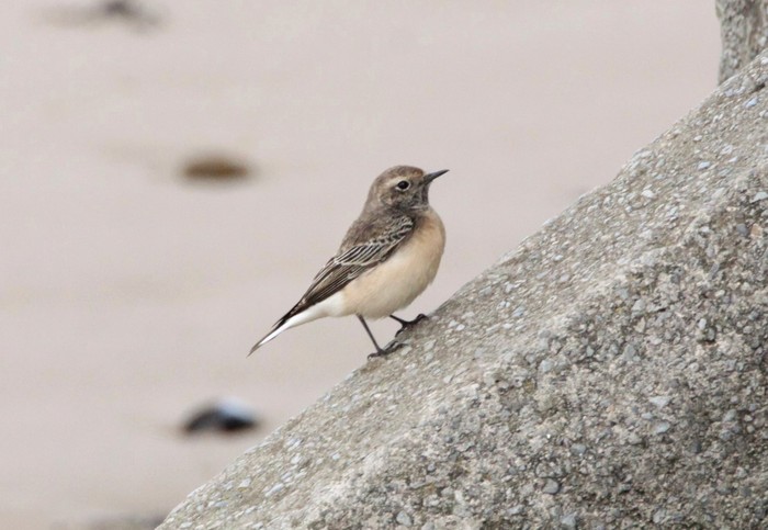 Pied Wheatear