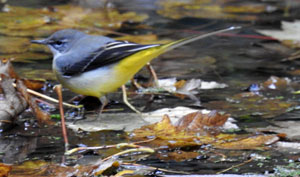 Grey Wagtail