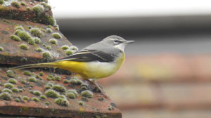 Grey Wagtail