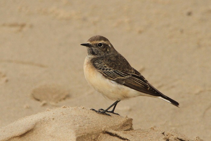 Pied Wheatear