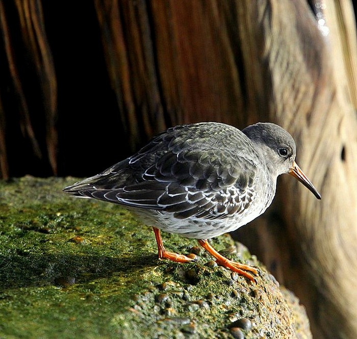 Purple Sandpiper