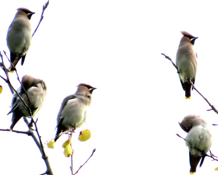 Waxwing