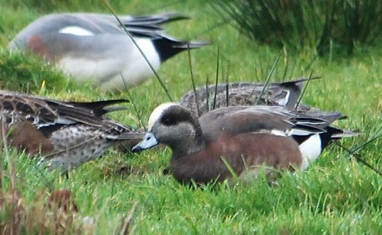 American Wigeon