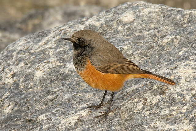Eastern Black Redstart