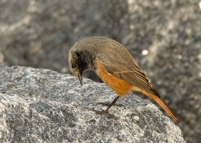 Eastern Black Redstart