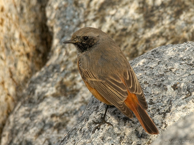 Eastern Black Redstart
