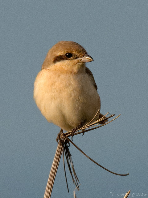 Daurian Shrike