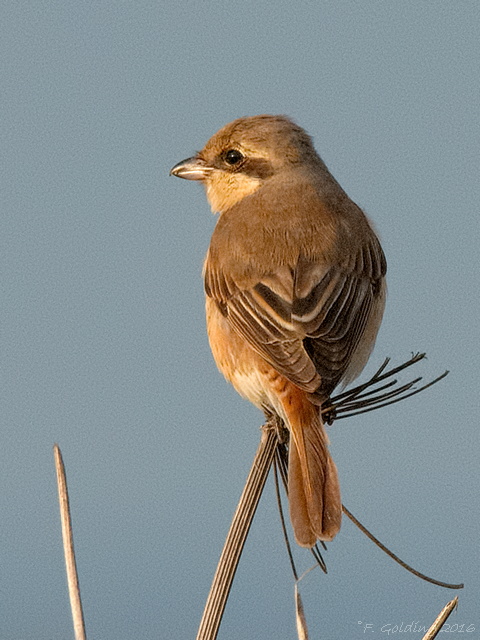 Daurian Shrike