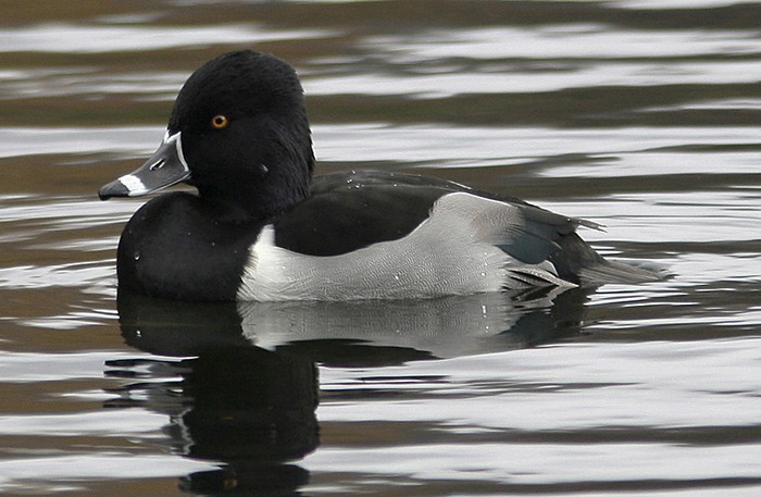 Ring-necked Duck