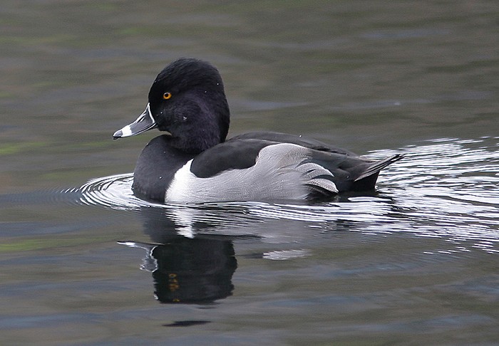 Ring-necked Duck