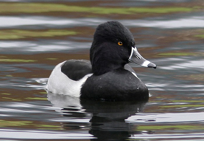 Ring-necked Duck