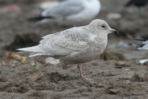 Iceland Gull