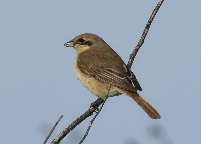 Daurian Shrike