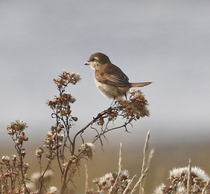 Brown Shrike