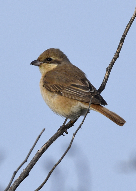 Daurian Shrike