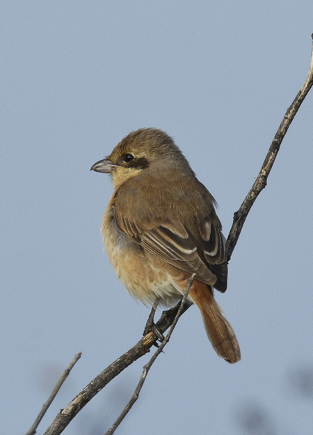 Daurian Shrike