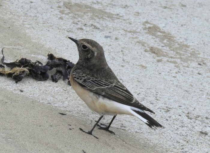Pied Wheatear