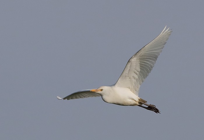 Cattle Egret