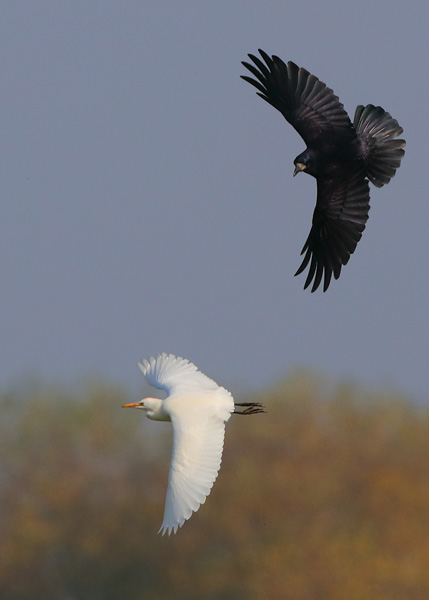 Cattle Egret