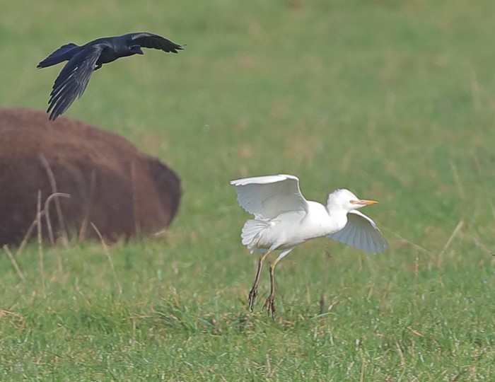 Cattle Egret