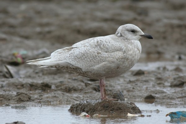 Kumlien's Gull