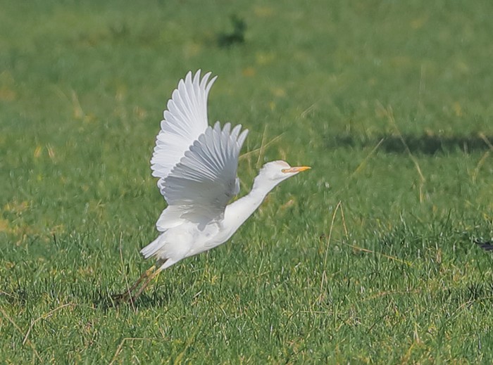 Cattle Egret