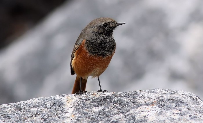 Eastern Black Redstart