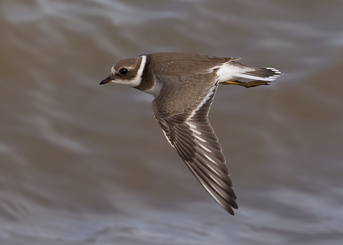Ringed Plover