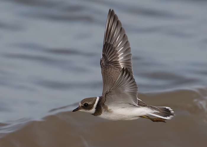 Ringed Plover