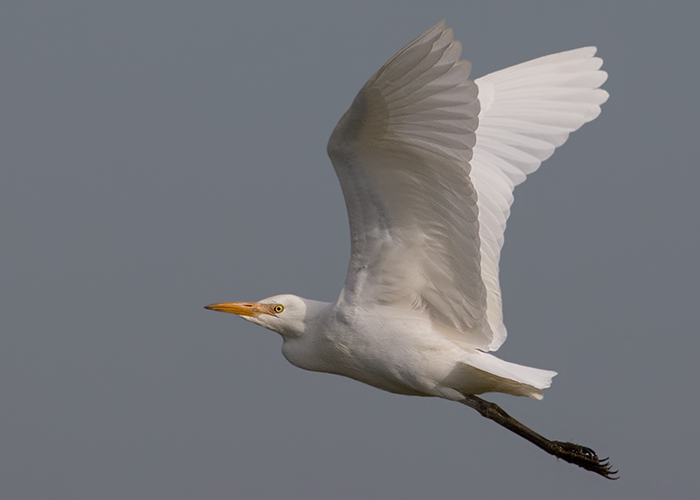 Cattle Egret